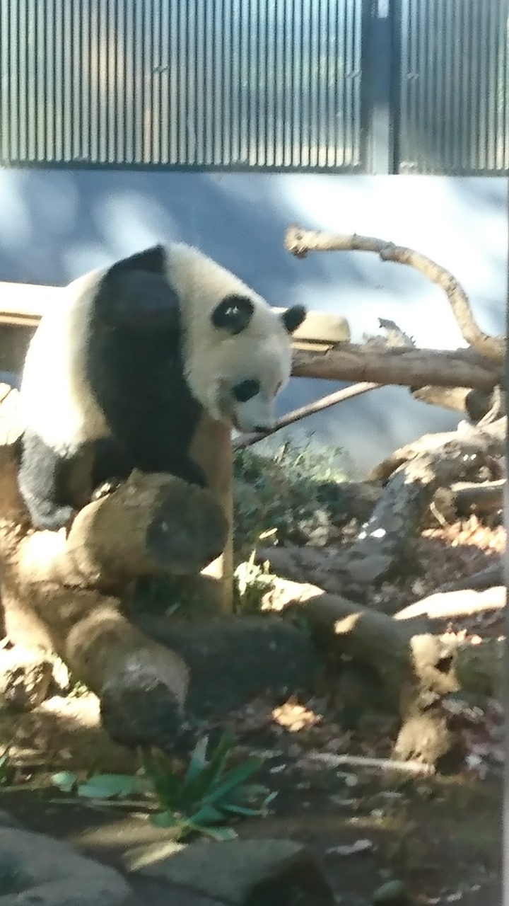 上野動物園で 香香 シャンシャン を見に行きました 上野 御徒町 東京 の旅行記 ブログ By しゅいぐーさん フォートラベル