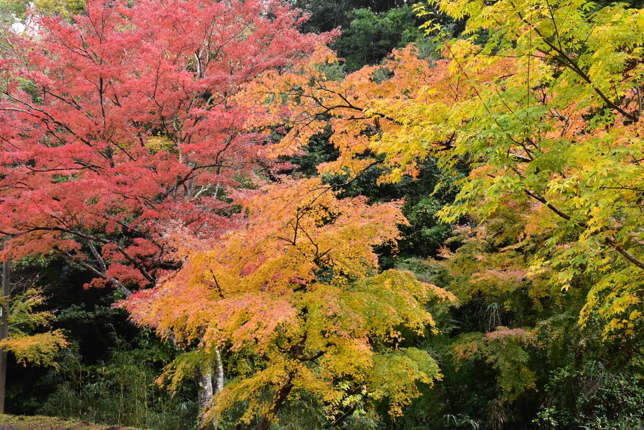 南房総の小松寺紅葉と馬乗り観音 燈籠坂大師の切通しトンネル 18 千葉 千倉 千葉県 の旅行記 ブログ By かっちんさん フォートラベル