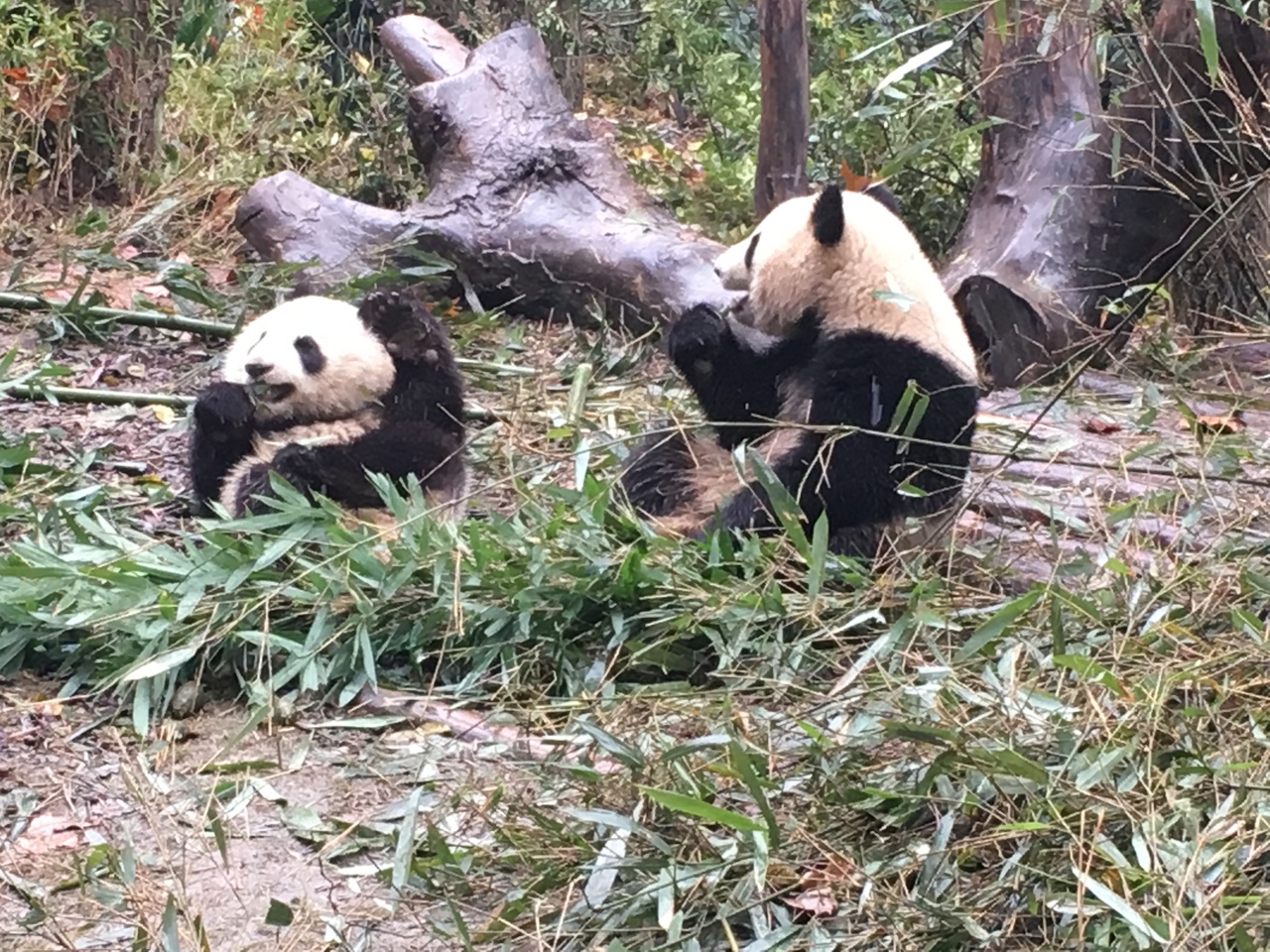 18はじめての中国成都パンダに会いたい弾丸ツアー 成都 中国 の旅行記 ブログ By Yayoさん フォートラベル