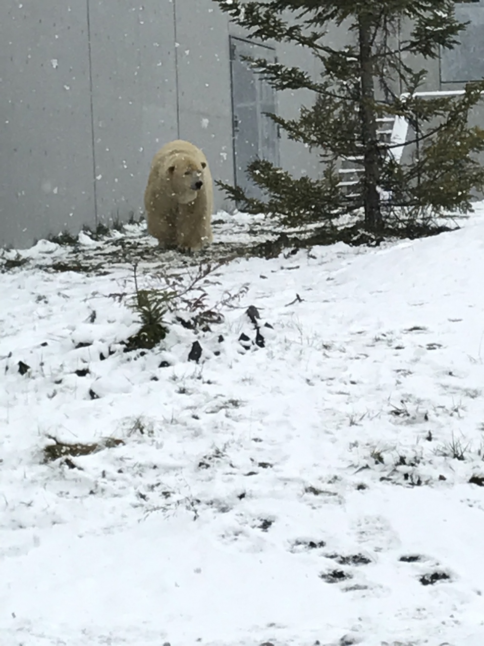 ピーチで一泊二日 ゴールデンカムイのひとり旅 札幌 北海道 の旅行記 ブログ By ころねえさん フォートラベル