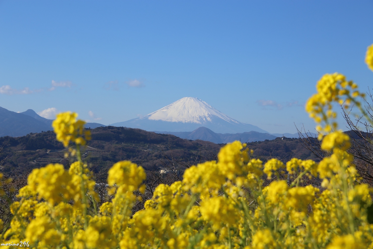 19 早咲きの菜の花と富士山ウォッチング 吾妻山 平塚 大磯 神奈川県 の旅行記 ブログ By Morino296さん フォートラベル