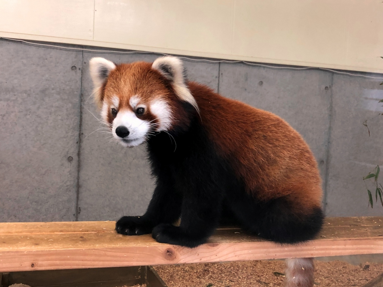 新春レッサーパンダ紀行 ４ 到津の森公園 到津の坊ちゃんにお嫁さん来園 大島から来たあしたばちゃんと笑笑君の同居スタートです 小倉 北九州市中心部 福岡県 の旅行記 ブログ By Jilllucaさん フォートラベル