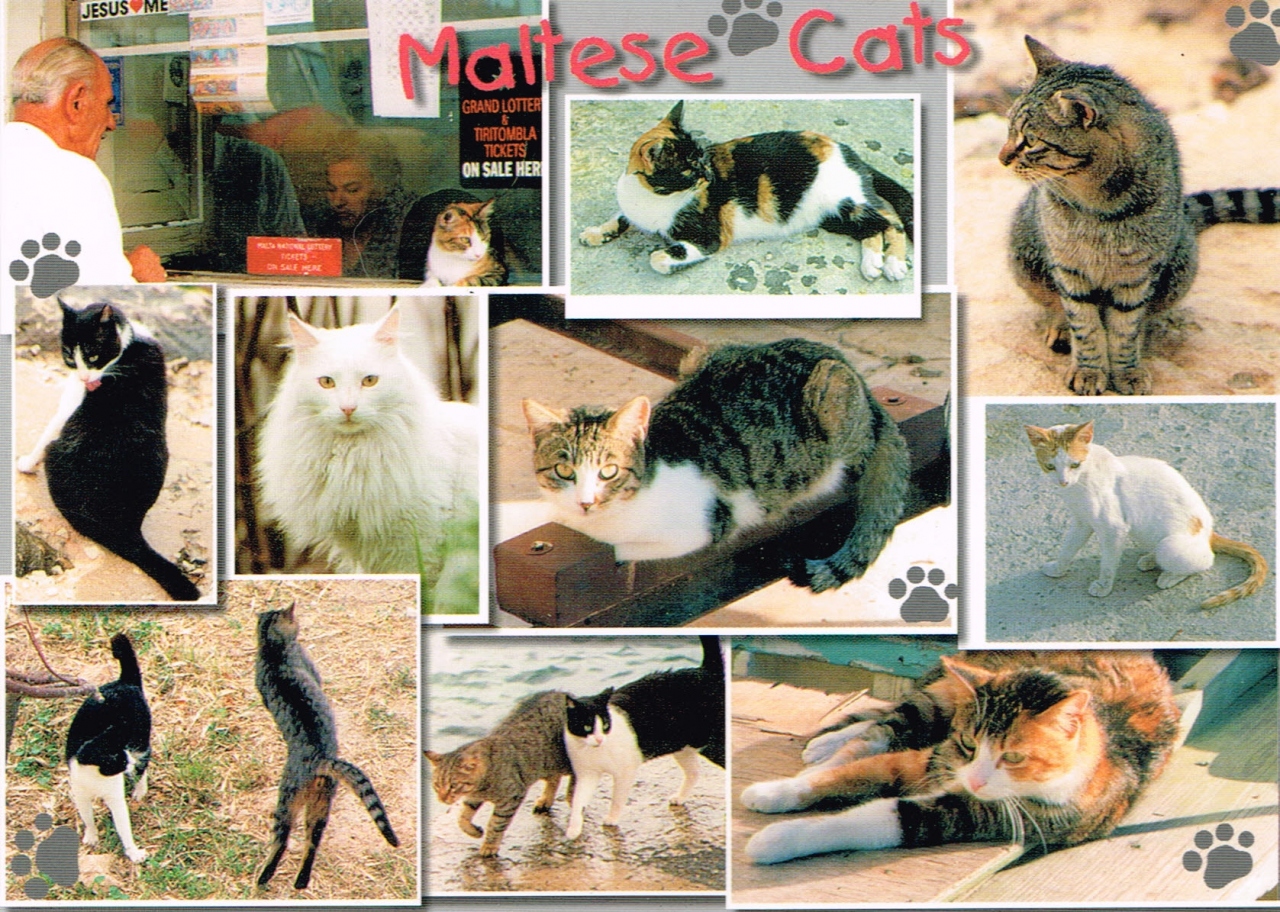 05年 マルタ ６ 7 猫と猫バスと映画と その他の観光地 マルタ の旅行記 ブログ By Milouchatさん フォートラベル