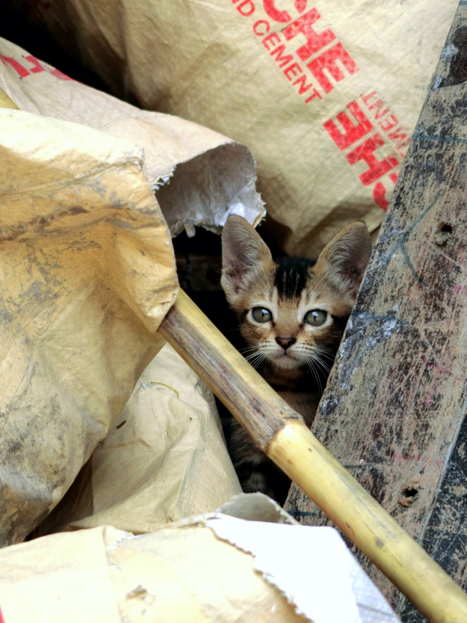 18年 12月 世界ねこ探し ヤンゴン ヤンゴン ミャンマー の旅行記 ブログ By マサラさん フォートラベル