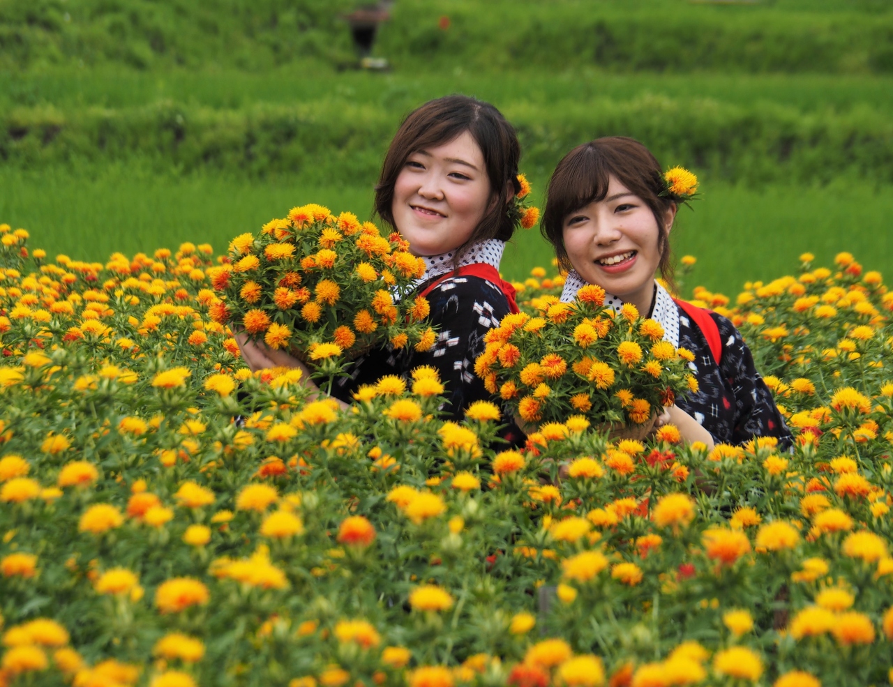 べに花畑の 可憐な紅花娘たち 山形市 山形県 の旅行記 ブログ By こあひるさん フォートラベル