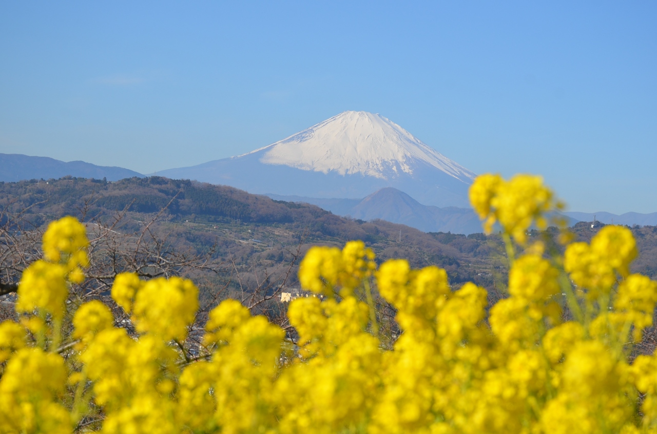吾妻山公園 菜の花と富士山 平塚 大磯 神奈川県 の旅行記 ブログ By Takeおじさん フォートラベル