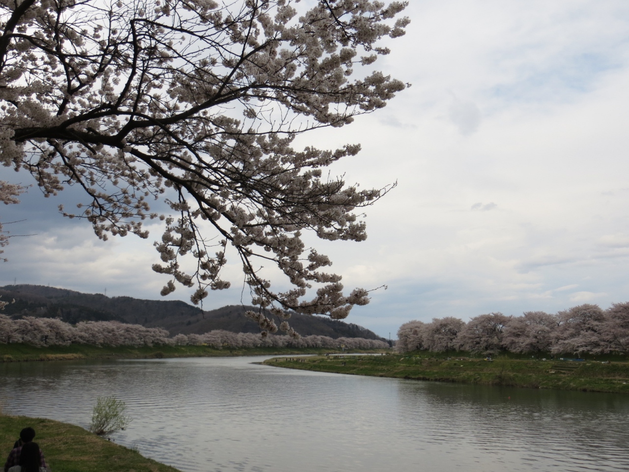 東北アリア花見～大河原町 白石川堤一目千本桜』柴田・大河原・川崎 