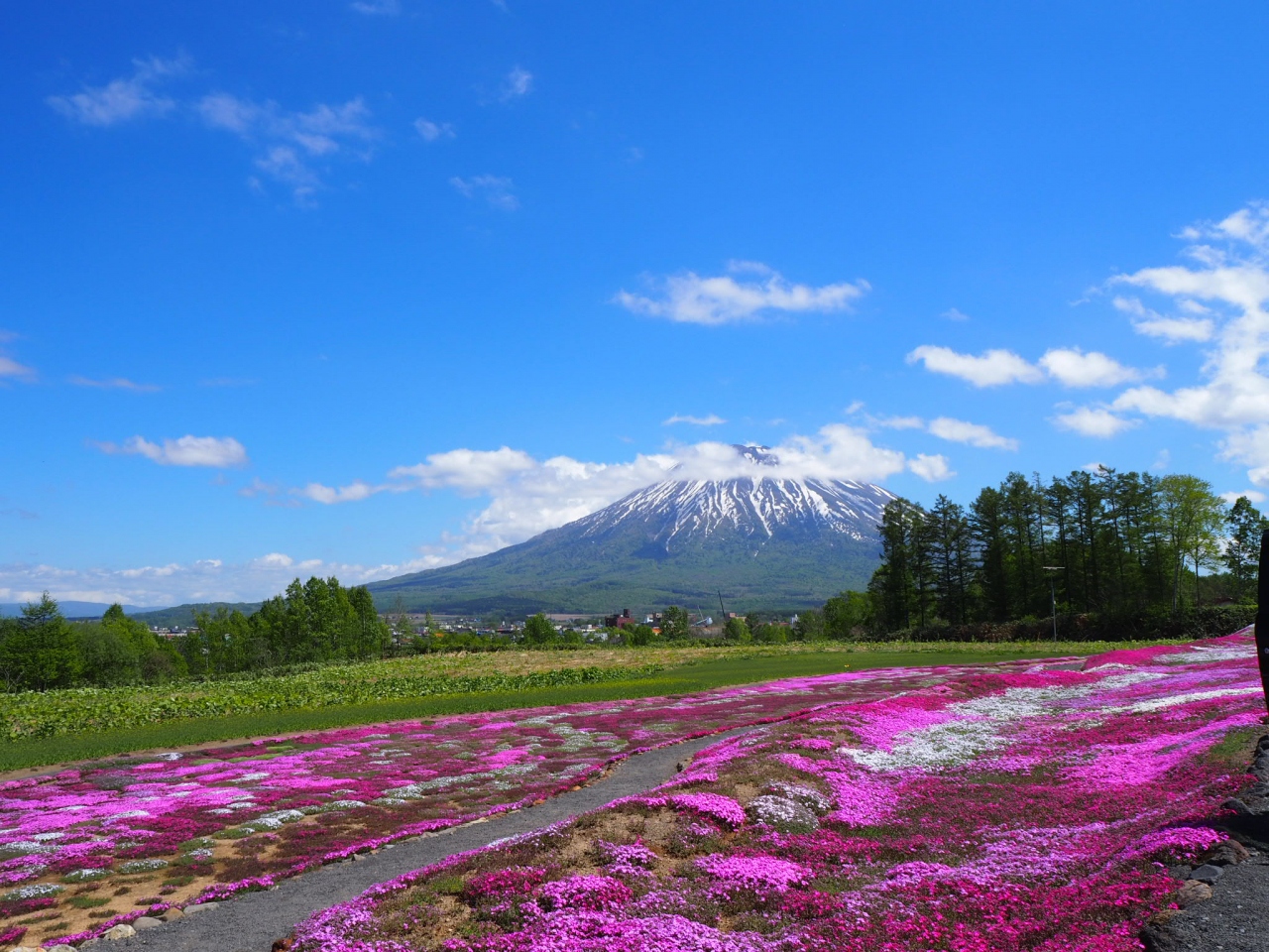 18春 羊蹄山と芝桜 ニセコ日帰りの旅 北海道の旅行記 ブログ By 旅する車いすさん フォートラベル