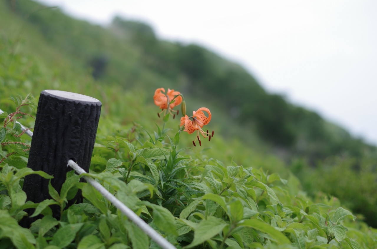 毎夏恒例の爽やか伊吹山 米原 滋賀県 の旅行記 ブログ By ひらけんさん フォートラベル