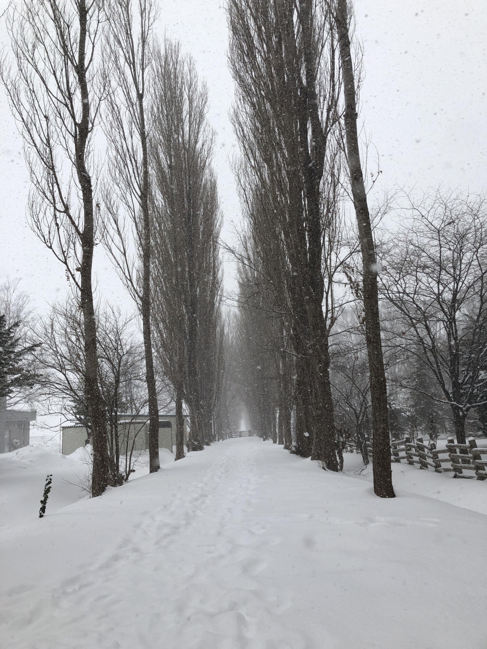 ほぼ初 札幌旅行日記 札幌 北海道 の旅行記 ブログ By Miroさん フォートラベル