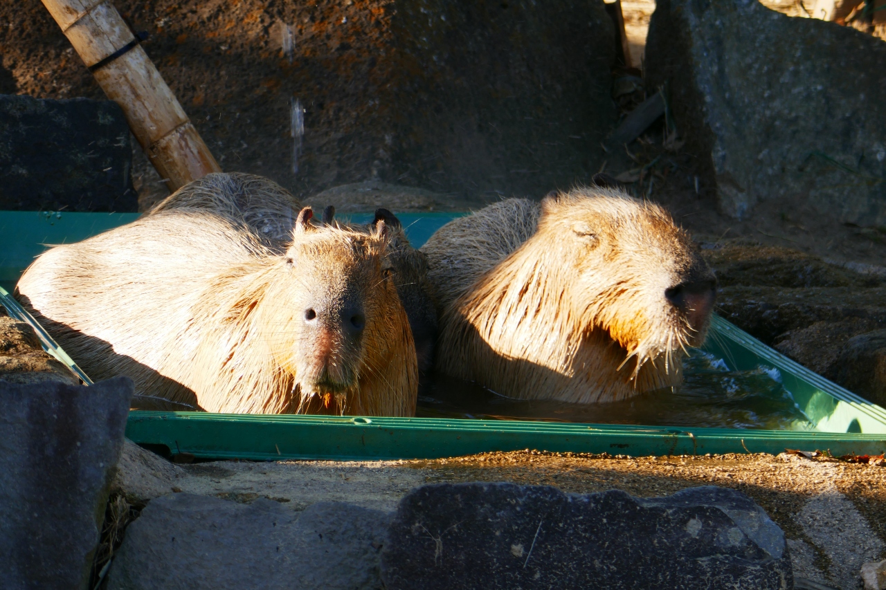 金沢動物園で癒されました 八景島 神奈川県 の旅行記 ブログ By きゃめるさん フォートラベル 金沢動物園で癒されました 八景島 神奈川県 の旅行記 ブログ By きゃめるさん フォートラベル