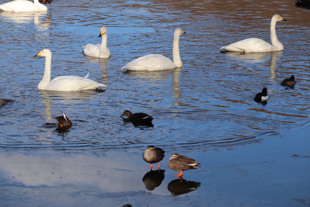 19新年の栃木 羽田沼野鳥公園 バードウォッチング ハクチョウ カモ 大田原 黒羽 那珂川 栃木県 の旅行記 ブログ By Akikousさん フォートラベル 19新年の栃木 羽田沼野鳥公園 バードウォッチング ハクチョウ カモ 大田原 黒羽 那珂川 栃木県 の旅行記 ブログ By Akikousさん フォートラベル