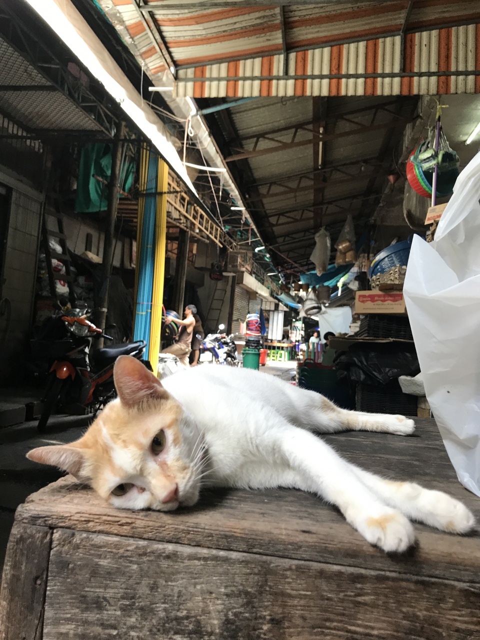 世界ねこ歩き タイランド編 バンコック 18年 バンコク タイ の旅行記 ブログ By Hiloiukiさん フォートラベル 世界ねこ歩き タイランド編 バンコック 18年 バンコク タイ の旅行記 ブログ By Hiloiukiさん フォートラベル