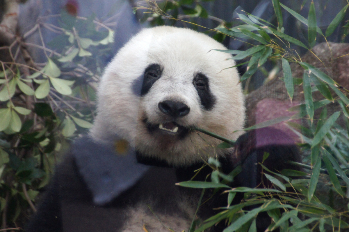 おさんぽ動物園ログ 上野動物園 19年1月 上野 御徒町 東京 の旅行記 ブログ By しろんさん フォートラベル