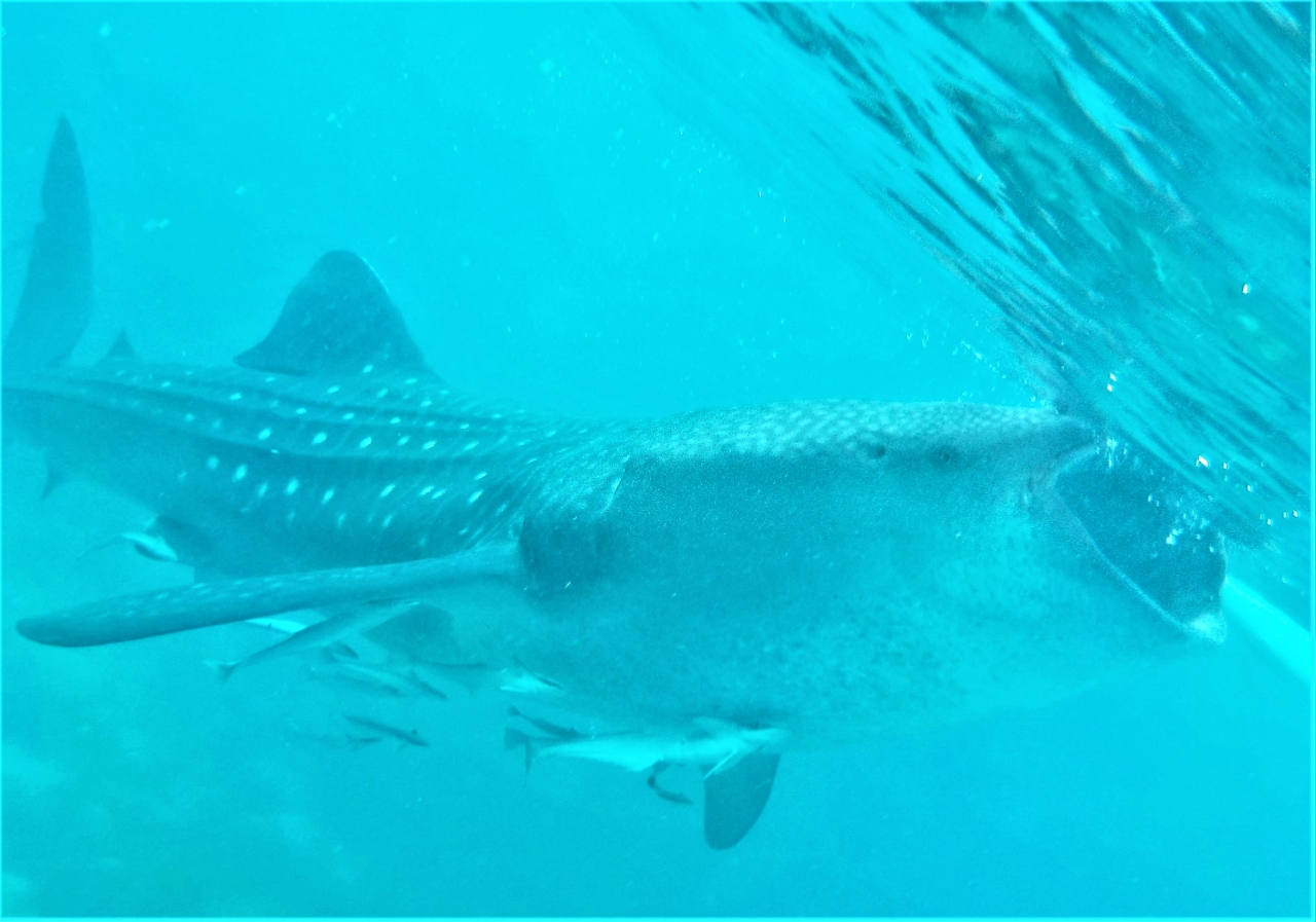 ジンベエザメと泳ごう ｼｭﾉｰｹﾘﾝｸﾞ満喫 ぼっち旅 ｵｽﾛﾌﾞ ｽﾐﾛﾝ島 ｱｷﾞﾆｯﾄ滝 セブ島 フィリピン の旅行記 ブログ By Spandaさん フォートラベル
