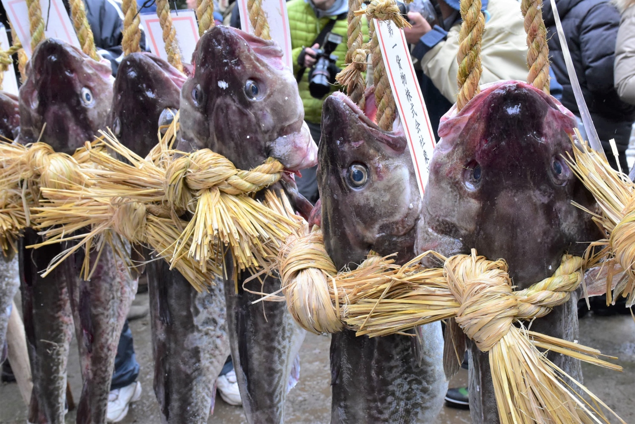金浦の掛魚まつり18 漁師が鱈を奉納する奇祭 秋田 象潟 にかほ 秋田県 の旅行記 ブログ By かっちんさん フォートラベル 金浦の掛魚まつり18 漁師が鱈を奉納する奇祭 秋田 象潟 にかほ 秋田県 の旅行記 ブログ By かっちんさん フォートラベル