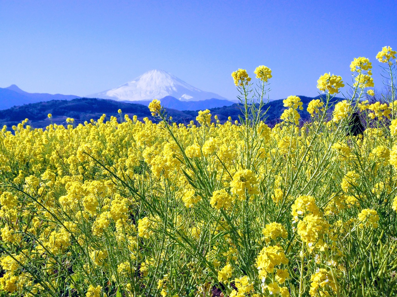 国府津 曽我梅林の梅まつりと 二宮吾妻山公園の菜の花ウォッチング 平塚 大磯 神奈川県 の旅行記 ブログ By わんこさん フォートラベル