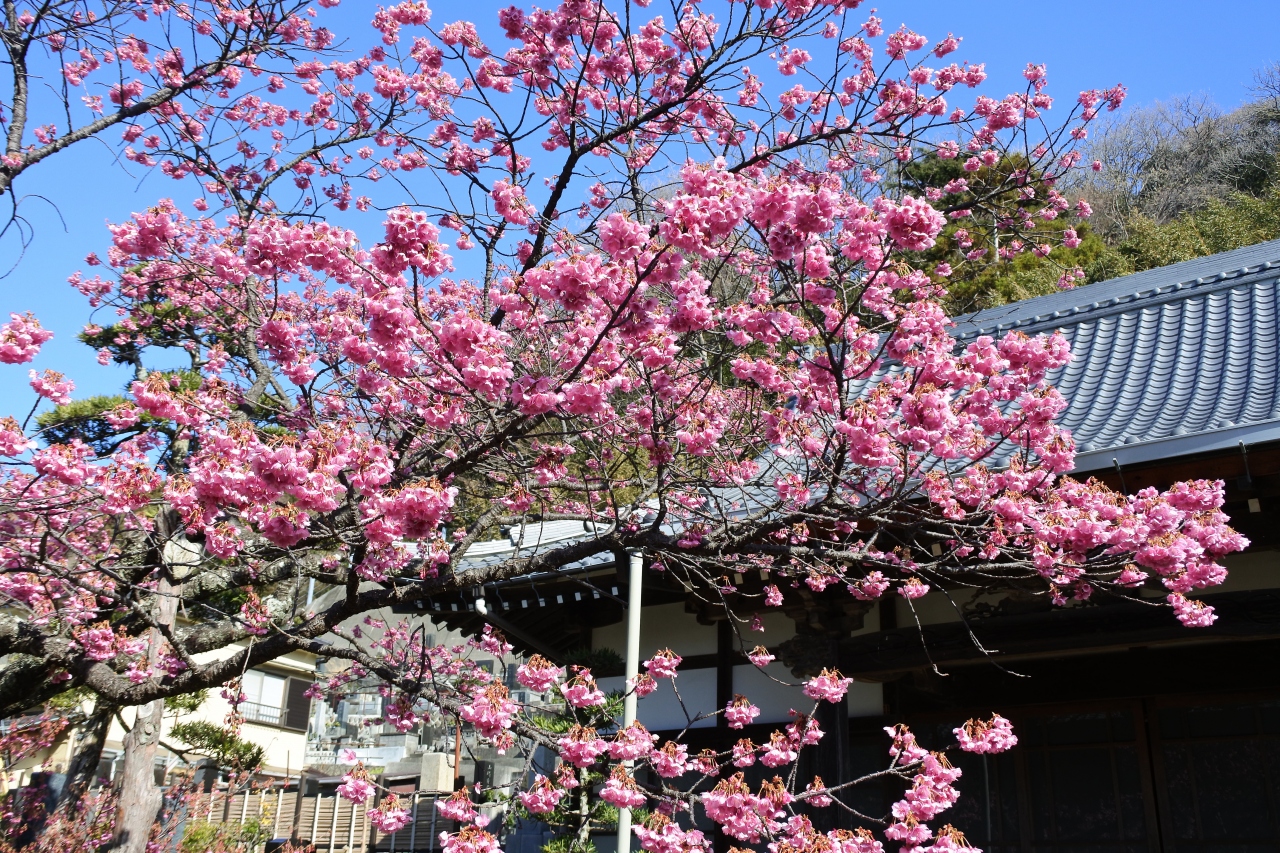 土肥桜まつり あたみ桜 土肥温泉 静岡県 の旅行記 ブログ By Koji Iwasakiさん フォートラベル