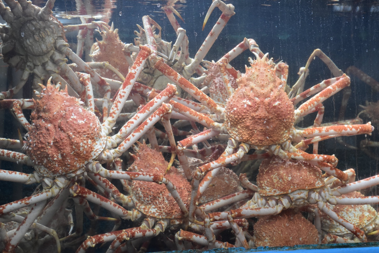 伊豆西海岸の戸田まち歩き タカアシガニと御浜岬と古い町並み 静岡 戸田 静岡県 の旅行記 ブログ By かっちんさん フォートラベル 伊豆西海岸の戸田まち歩き タカアシガニと御浜岬と古い町並み 静岡 戸田 静岡県 の旅行記 ブログ By かっちんさん フォートラベル