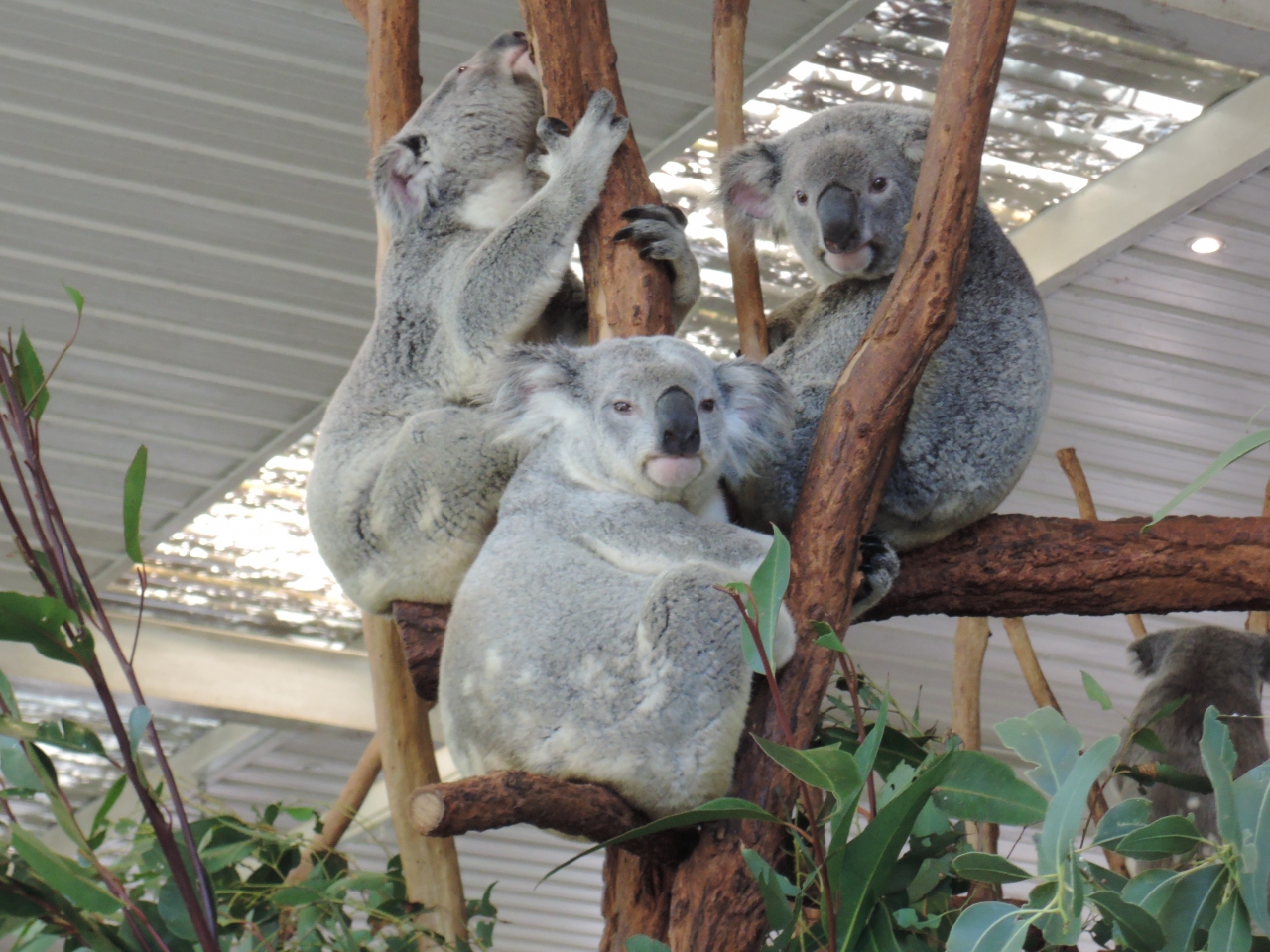 ローンパインコアラパークでコアラを抱っこ ブリスベン オーストラリア の旅行記 ブログ By いっこうさん フォートラベル