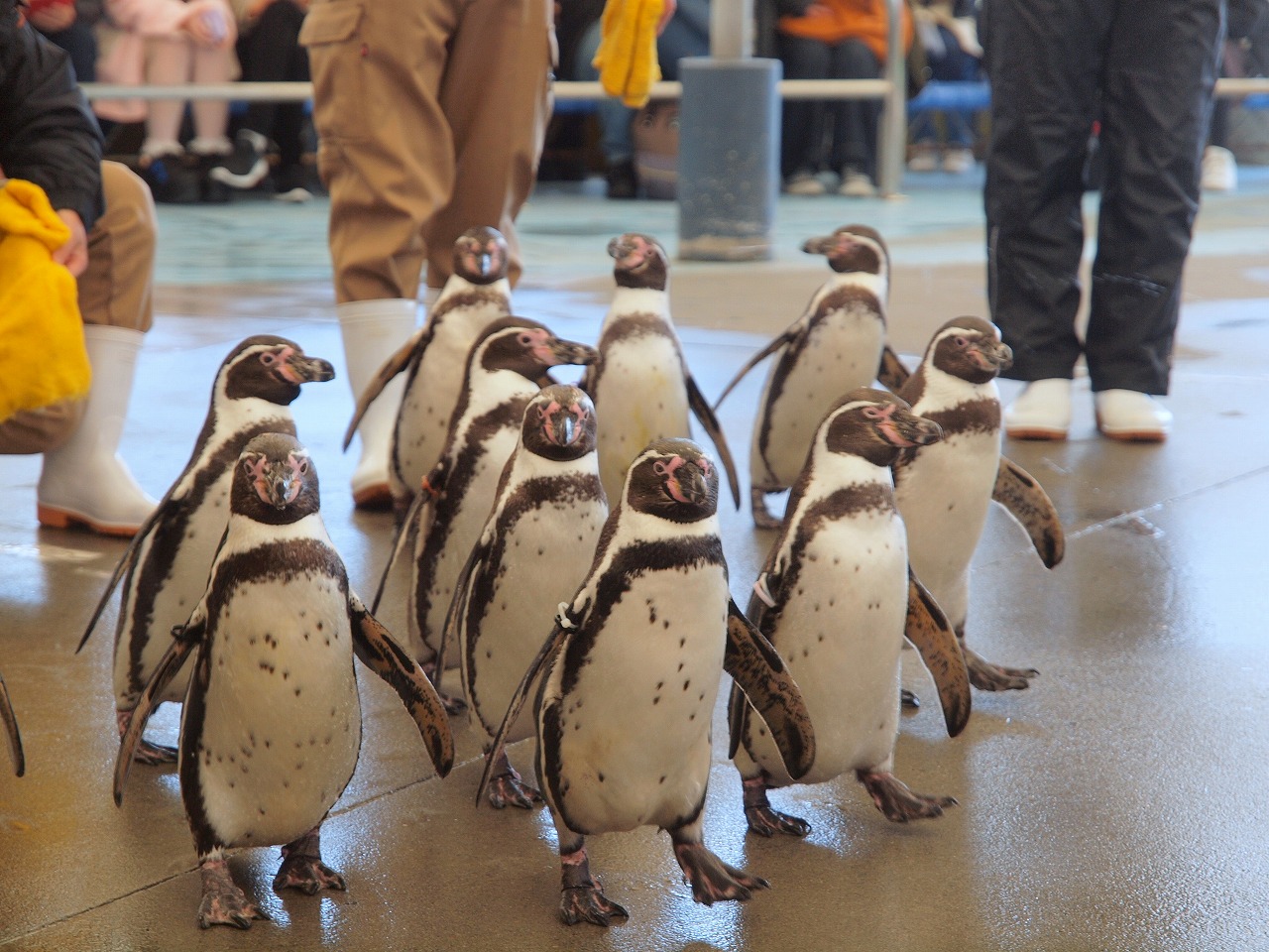 かわいいペンギンのお散歩を見に 鳥羽水族館 へ 魚々味で伊勢海老２匹半を使った豪華な 伊勢海老御膳 を食べよう 鳥羽 三重県 の旅行記 ブログ By ４人目のふーさん フォートラベル