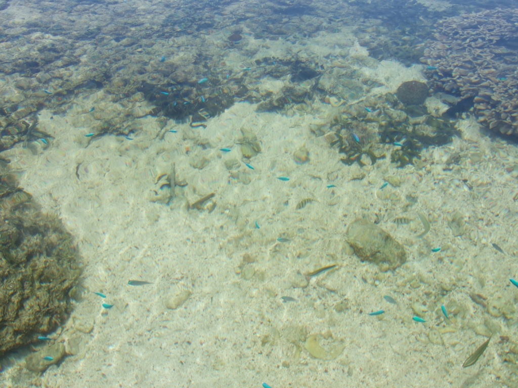 50 美ら島 壁紙 高品質の壁紙のhd壁紙