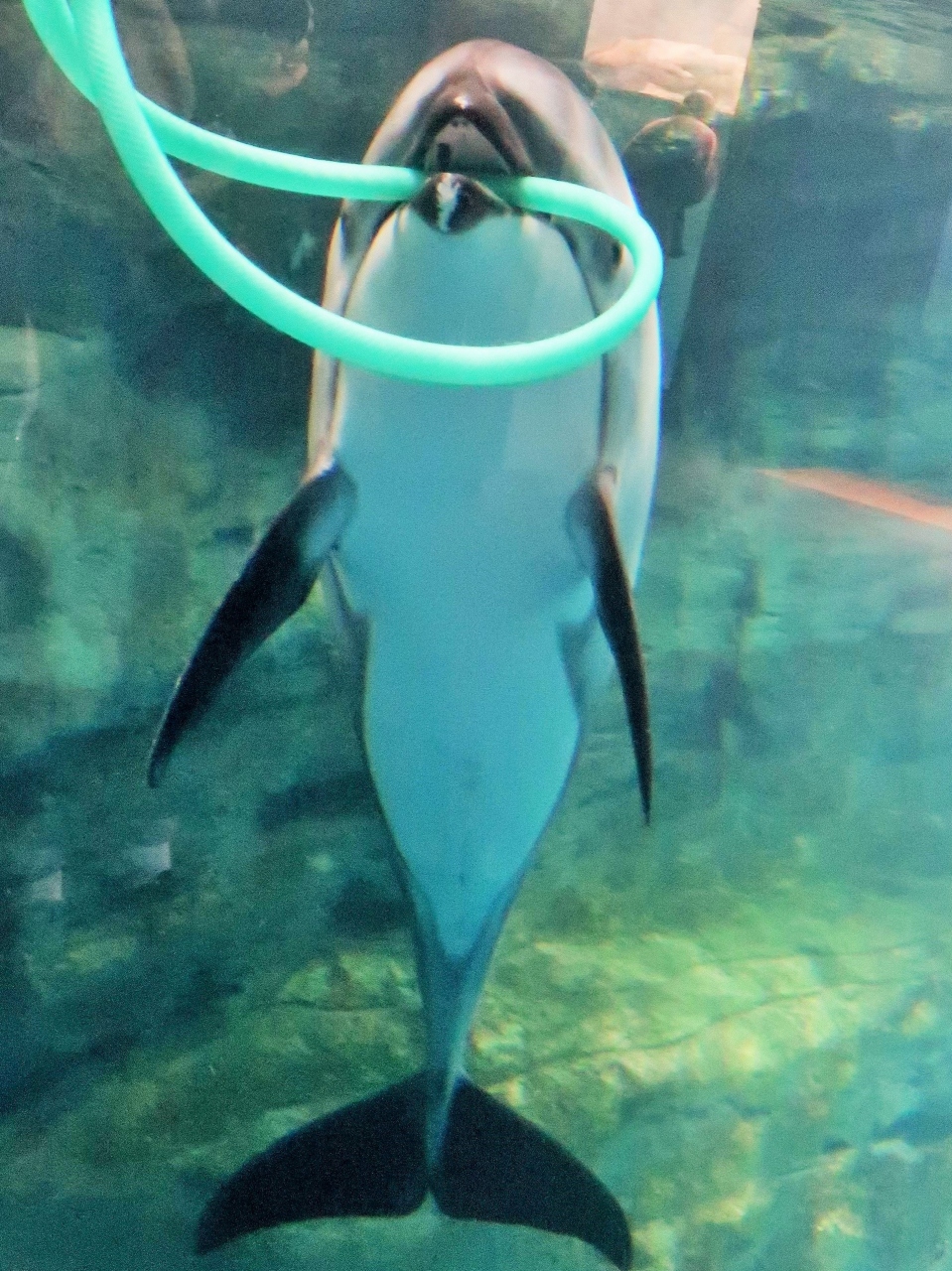 大阪10 海遊館c カマイルカ タスマン海水槽で ☆給餌タイム・健康管理の訓練も