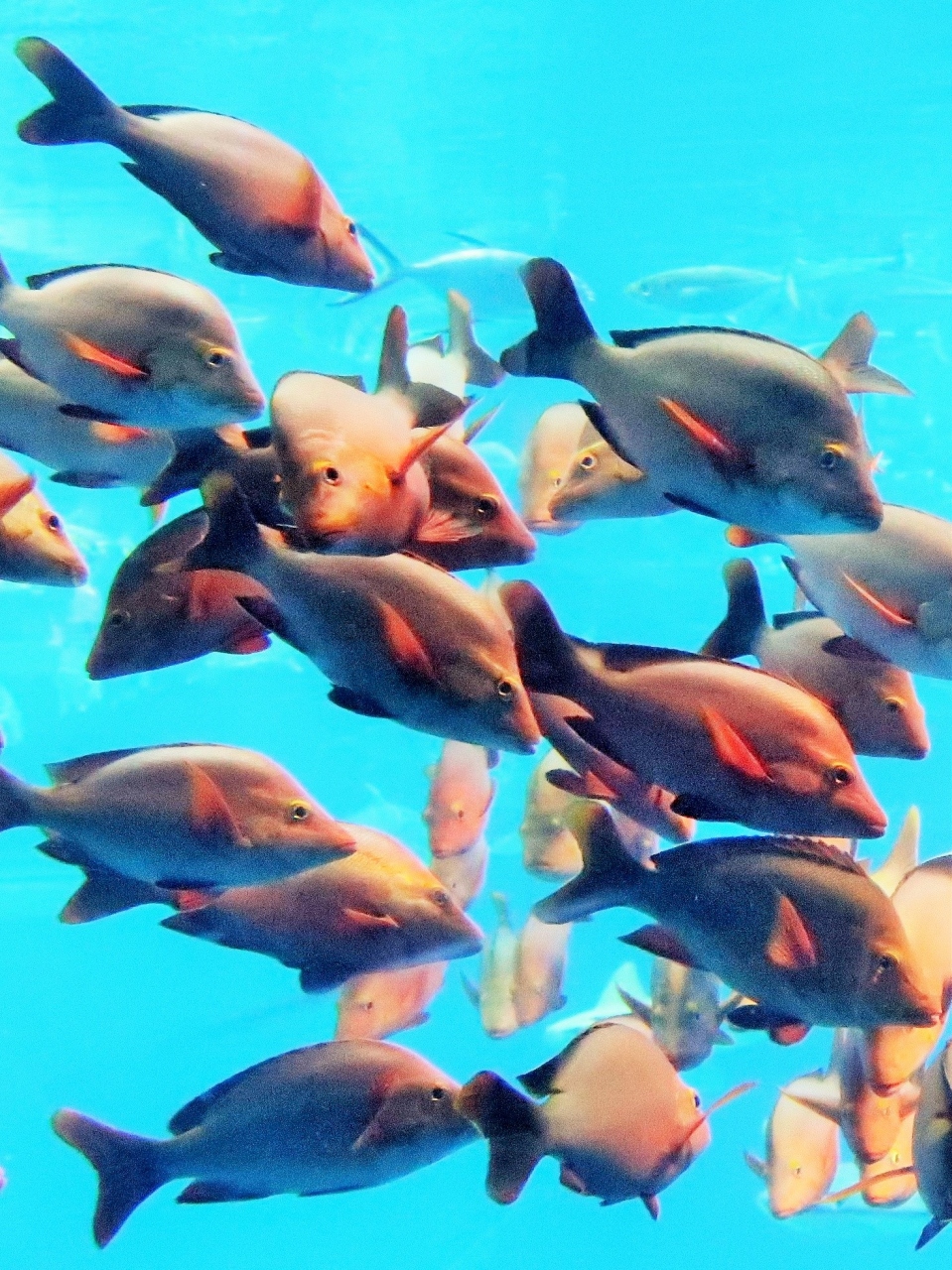 大阪16 海遊館i イシタイ マダイ 瀬戸内海 生き物の宝庫 サメ エイ類も多種飼育 大阪ベイエリア 大阪 の旅行記 ブログ By マキタン２さん フォートラベル