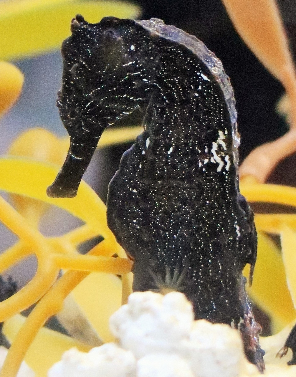 大阪18 海遊館k オオウミウマ キュートな生き物を特集 清掃員はトラシマ姿で 大阪ベイエリア 大阪 の旅行記 ブログ By マキタン２さん フォートラベル