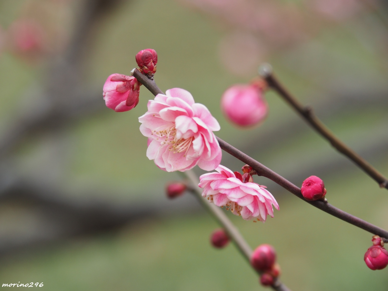寒空に蕾も縮む梅の花 大倉山梅林 横浜 神奈川県 の旅行記 ブログ By Morino296さん フォートラベル