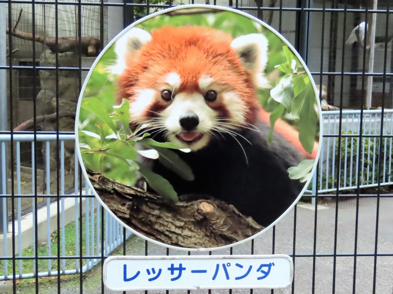 冬のレッサーパンダ紀行 ９ 江戸川区自然動物園 短時間の訪問で残念ながらブナ君とユウユウさんには会えず ま こんな日もあるよね 葛西 東京 の旅行記 ブログ By Jilllucaさん フォートラベル
