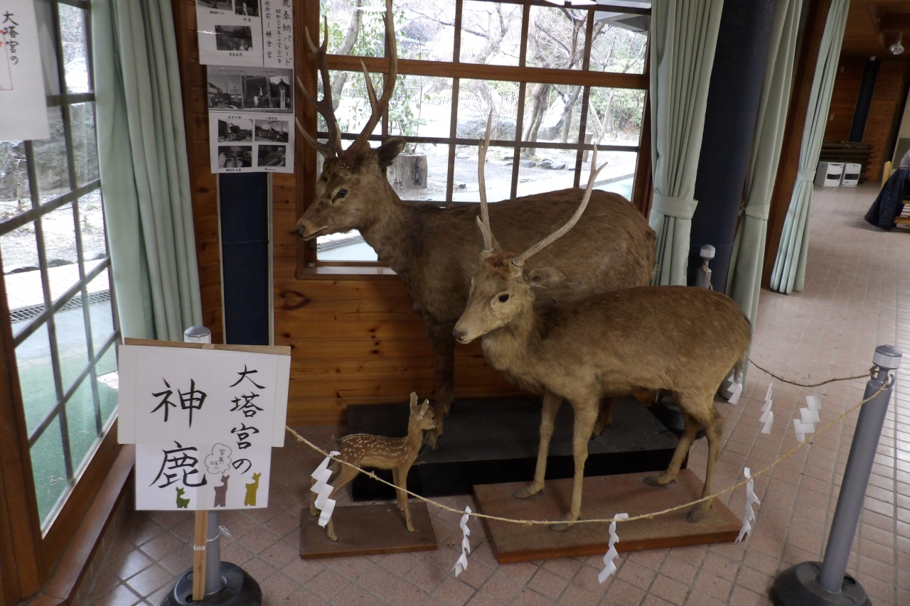 鎌倉宮の神鹿 鎌倉 神奈川県 の旅行記 ブログ By ドクターキムルさん フォートラベル 鎌倉宮の神鹿 鎌倉 神奈川県 の旅行記 ブログ By ドクターキムルさん フォートラベル
