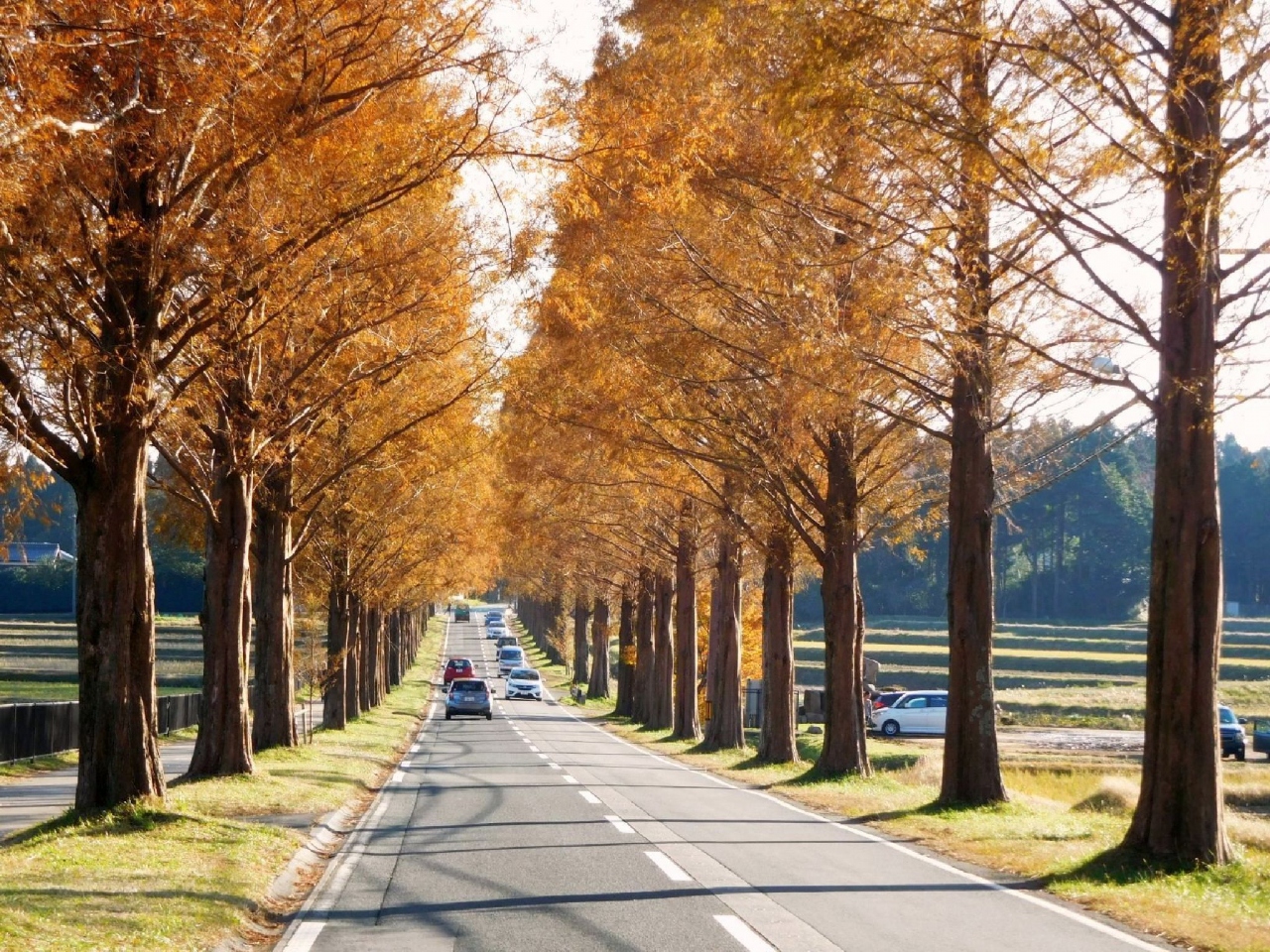 紅葉の名所 マキノのメタセコイア並木を訪ねる 17 11 マキノ 滋賀県 の旅行記 ブログ By ｋｅｎさん フォートラベル