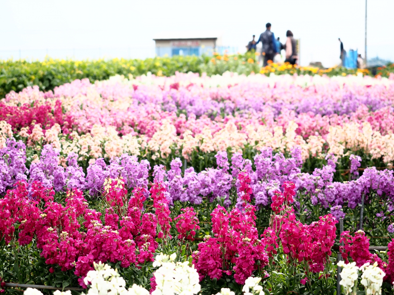 ポカポカ南房総 白間津のお花畑 帰りに工場夜景に挑戦 千倉 千葉県 の旅行記 ブログ By みささん フォートラベル