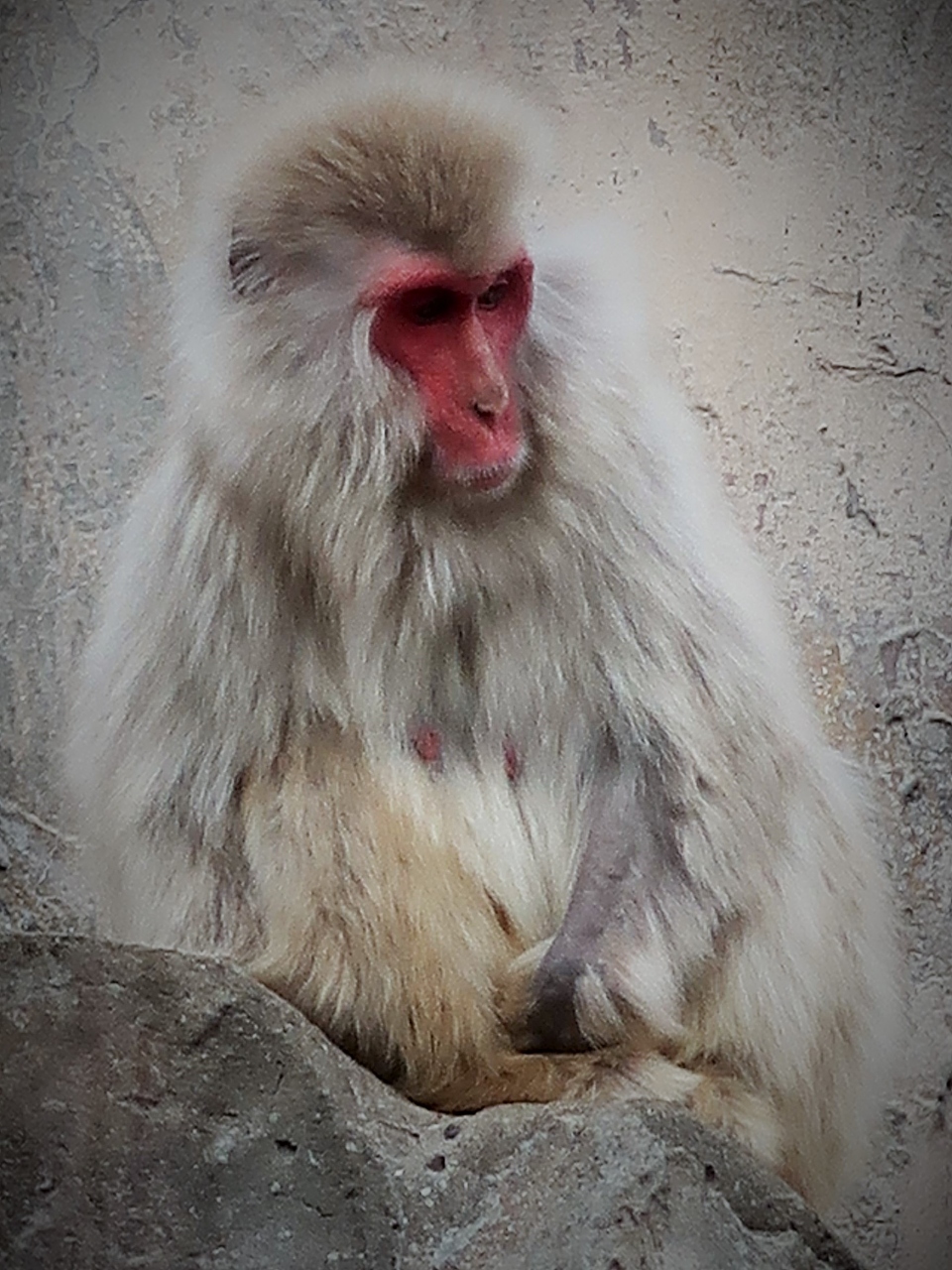 上野動物園-1 ニホンザル・エゾシカ・アジアゾウ ☆旧寛永寺五重塔(重要文化財)も