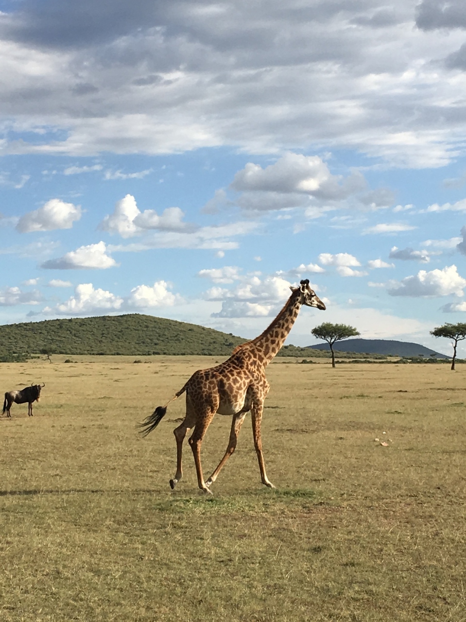 マサイマラとナイロビ国立公園 マサイマラ国立保護区周辺 ケニア の旅行記 ブログ By Yokotabiさん フォートラベル