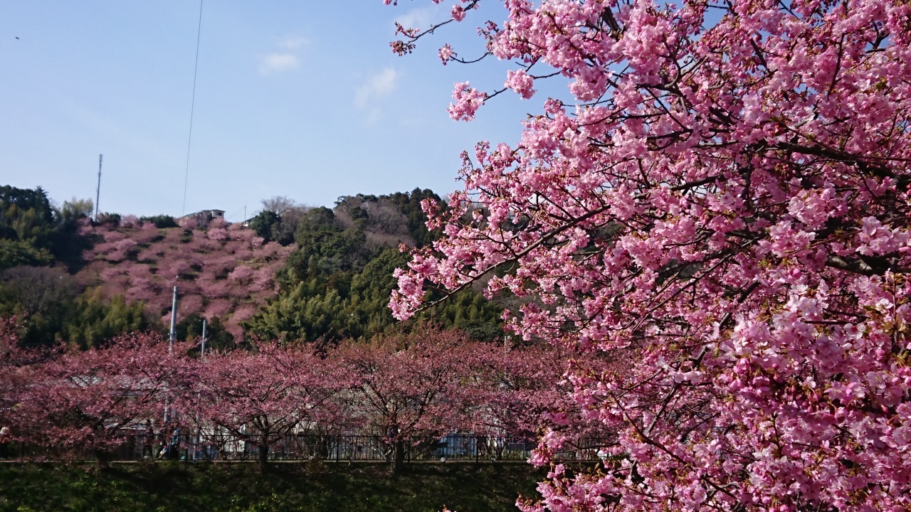 梅は咲いたか桜はまだか どちらも楽しめる伊豆1 河津桜めぐり 河津温泉郷 今井浜 静岡県 の旅行記 ブログ By ココ ナッツさん フォートラベル 梅は咲いたか桜はまだか どちらも楽しめる伊豆1 河津桜めぐり 河津温泉郷 今井浜 静岡県 の旅行記 ブログ By ココ ナッツさん フォートラベル