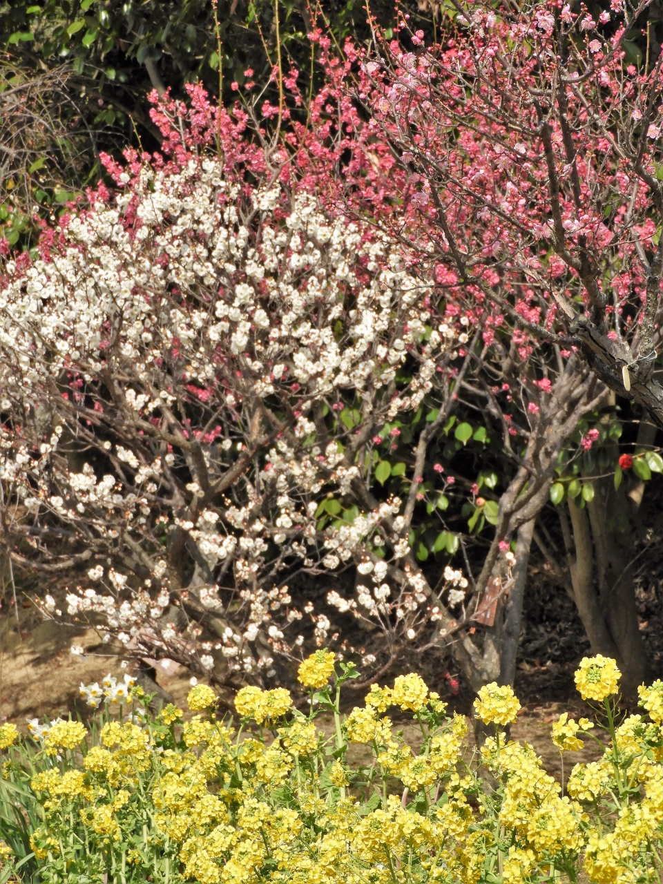 早咲きの梅の花が見頃を迎えた須磨離宮公園 須磨 兵庫県 の旅行記 ブログ By Ohchanさん フォートラベル