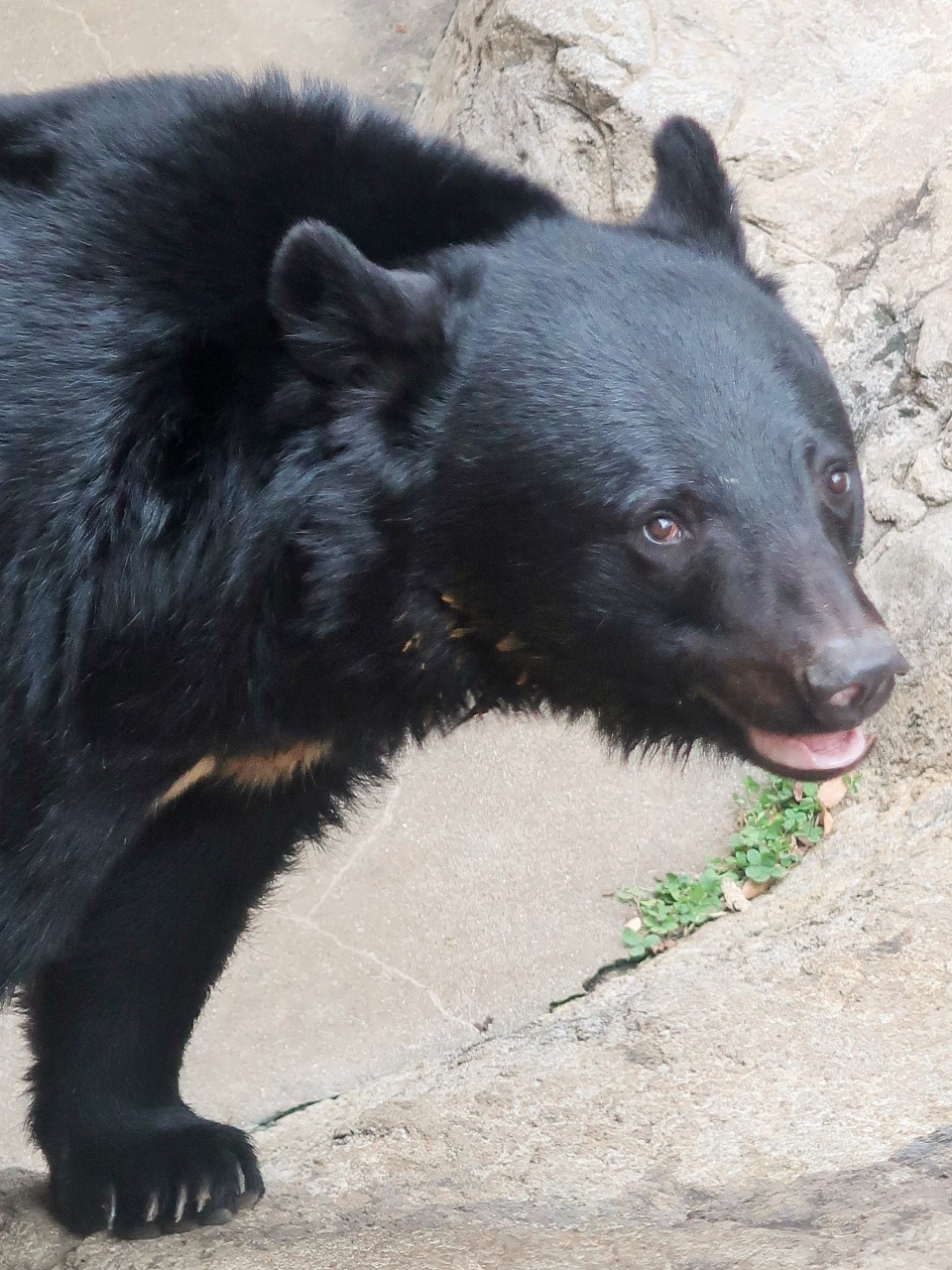 上野動物園 3 ニホンツキノワグマ ヒグマ マレーグマ クマたちの丘で比較して 上野 御徒町 東京 の旅行記 ブログ By マキタン２さん フォートラベル