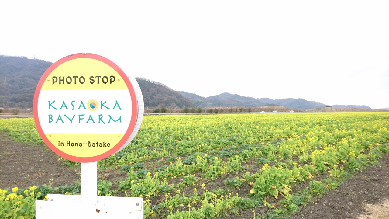 岡山 笠岡ベイファームの菜の花 笠岡 浅口 岡山県 の旅行記 ブログ By ゆきさん フォートラベル 岡山 笠岡ベイファームの菜の花 笠岡 浅口 岡山県 の旅行記 ブログ By ゆきさん フォートラベル