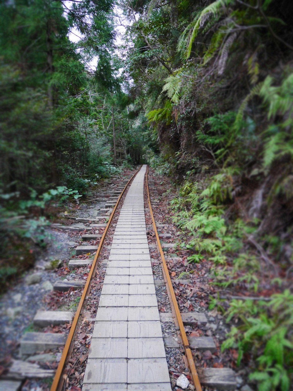 車で屋久島の旅 1 屋久島 鹿児島県 の旅行記 ブログ By シュノーケリング さん フォートラベル