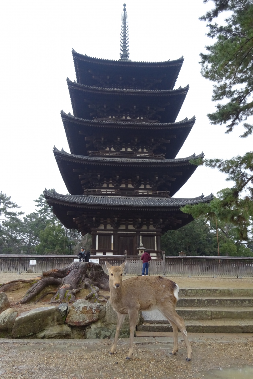 19 奈良 2 唐招提寺 薬師寺 興福寺 奈良市 奈良県 の旅行記 ブログ By Yukiさん フォートラベル