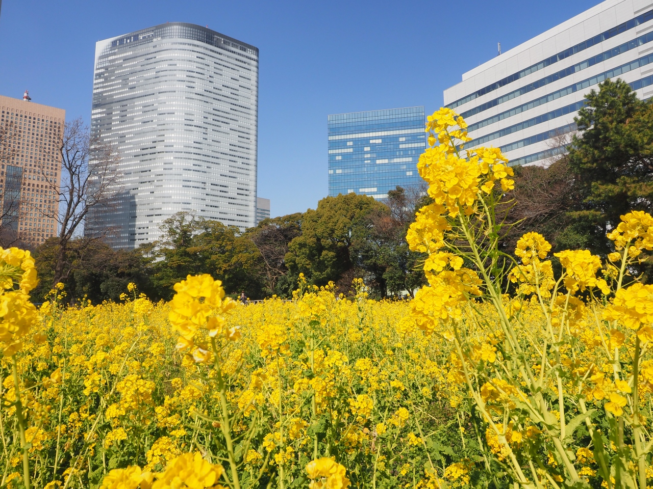 浜離宮で一足早い春を感じる 汐留 東京 の旅行記 ブログ By ぬいぬいさん フォートラベル