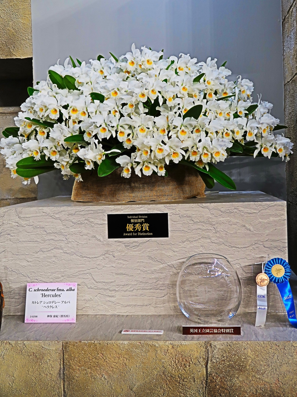 世界らん展 2 優秀賞 優良賞 奨励賞 壇上の逸品 大株に花いっぱい咲かせて 水道橋 東京 の旅行記 ブログ By マキタン２さん フォートラベル