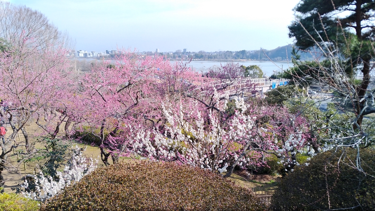 日本三名園の偕楽園で 水戸の梅まつり 水戸 茨城県 の旅行記 ブログ By 桜 さん フォートラベル