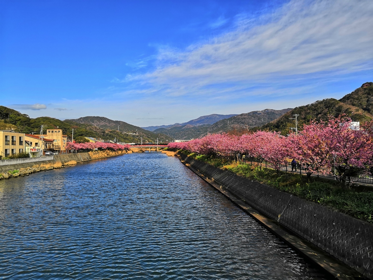 もう春はすぐそこ 満開の桜を見に伊豆河津へ 河津温泉郷 今井浜 静岡県 の旅行記 ブログ By ぱっちゃんさん フォートラベル
