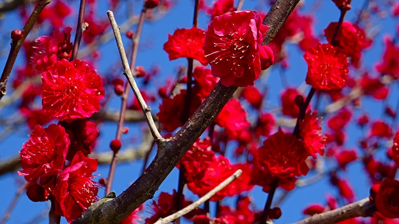 中山寺の皮膚科へ行った序に 梅花の開花状況を確認してきました その２ 宝塚 兵庫県 の旅行記 ブログ By Hn11さん フォートラベル