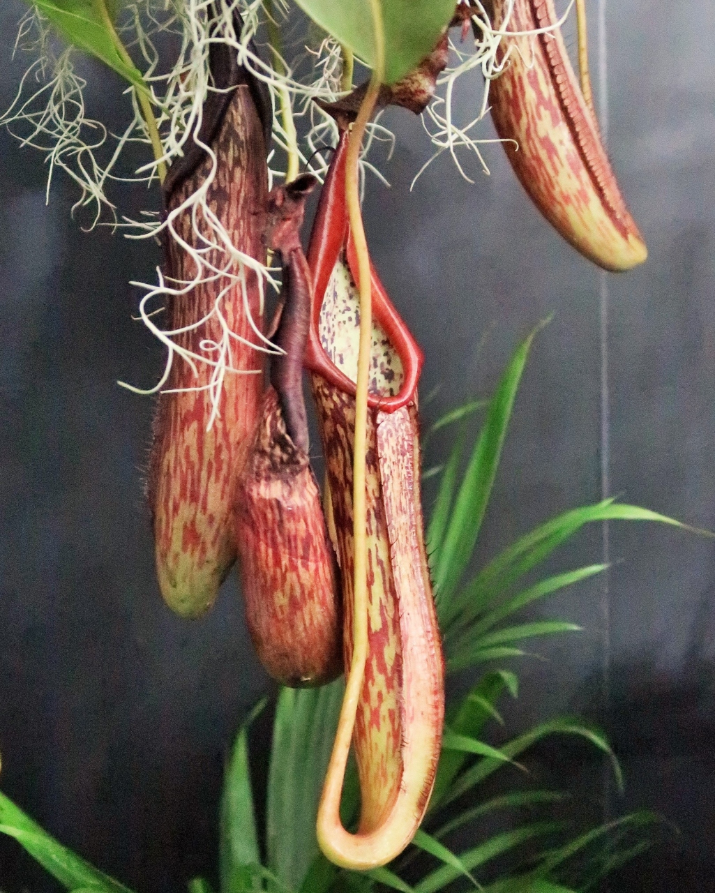 世界らん展-9 食虫植物 ウツボカズラ 種類多く ☆東南アジアの 