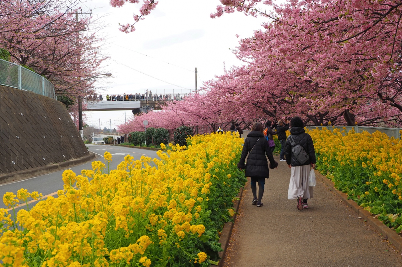 河津 三浦 桜 海岸