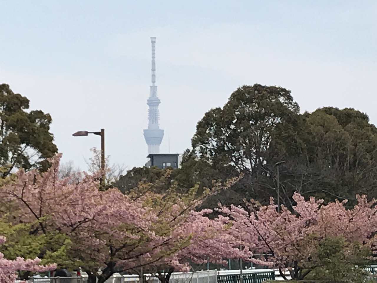 花を求めて 葛西臨海公園 木場公園 葛西 東京 の旅行記 ブログ By Miroさん フォートラベル